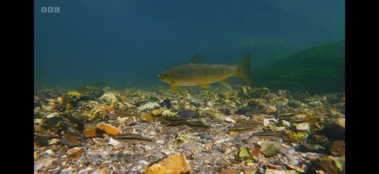 Brown trout (Salmo trutta) as shown in Wild Isles - Our Precious Isles